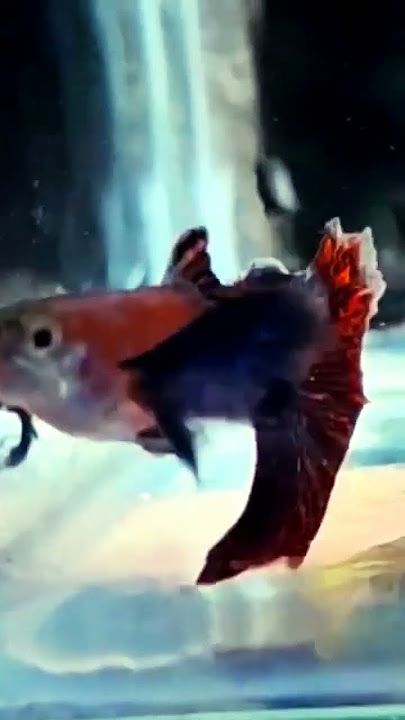 Magenta Dumbo Ear Guppy. Interested ones contact me #newstrain #newguppy #newguppystrain #guppyindia