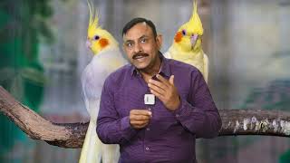 Cockatiel Parrot के बारे में पूरी जानकारी || कब पाले क्या खिलाये कहा रखे || Dr Nagender Yadav