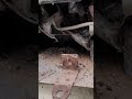 Ant colony in Disconnect