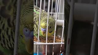 Australian तोता 🤩#parrot #nest #nature #travel #explore #wildlife #birds #love #viral #jungle #dil