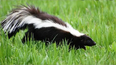 Unlock the Hidden Wisdom of Skunk Medicine