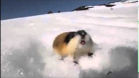 Behavioral Ecology and Sociobiology : Aposematism and crypsis in a rodent: antipredator defence...