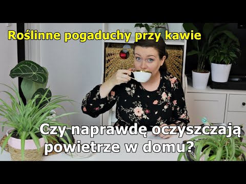 Wideo: Top 7 Magicznych Roślin Do Domu