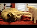 Best Cute &amp; Funny Dogs 2022 Videos | Try Not To LaughShorts Videos