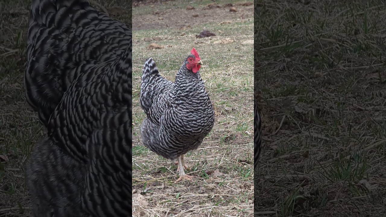 Chicken chicken chicken. #farmanimalslist