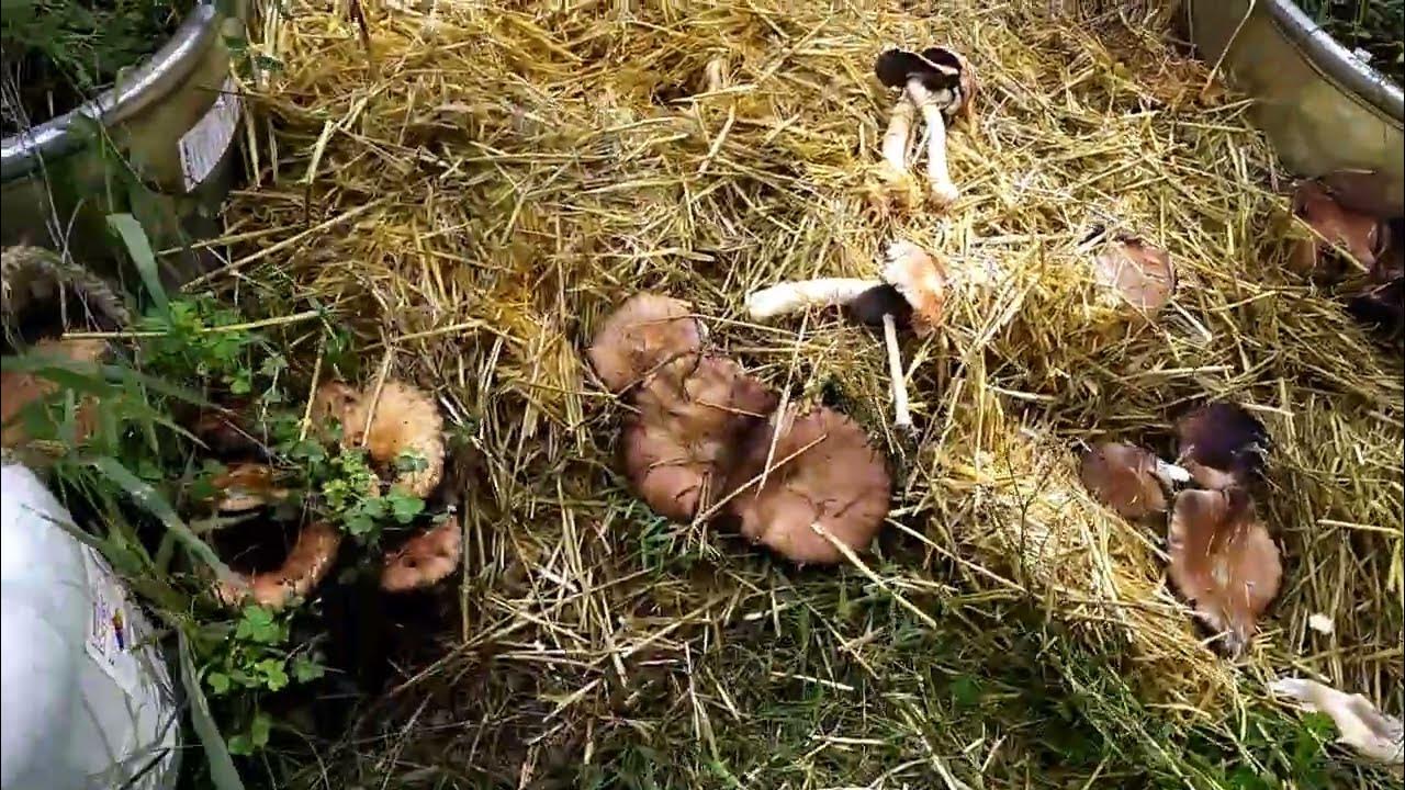 Wine Cap Mushroom Bed First Flush... and we almost missed it!! YouTube