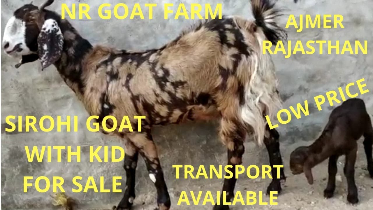 #naturephotoday sihori goat for sale with kid NR Goat Farm|बकरी बिज़नेस कैसा करे ?Animals Blog Kolkata