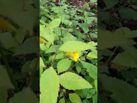 Balsamine des bois ou impatiente ne me touchez pas