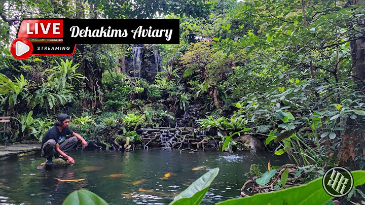 Dehakims Aviary Live