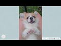 Adorably cute corgi compilation  mittens and max