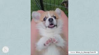 Adorably Cute Corgi Compilation Video | Mittens and Max by Mittens and Max 532 views 2 years ago 1 minute, 24 seconds