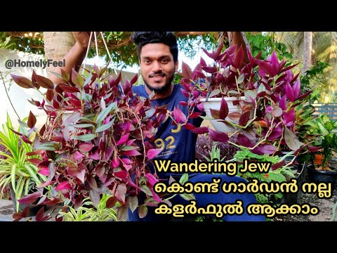 wandering jew meaning in malayalam