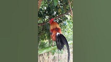 qaib dib zoo nkauj heev 12/12/2025