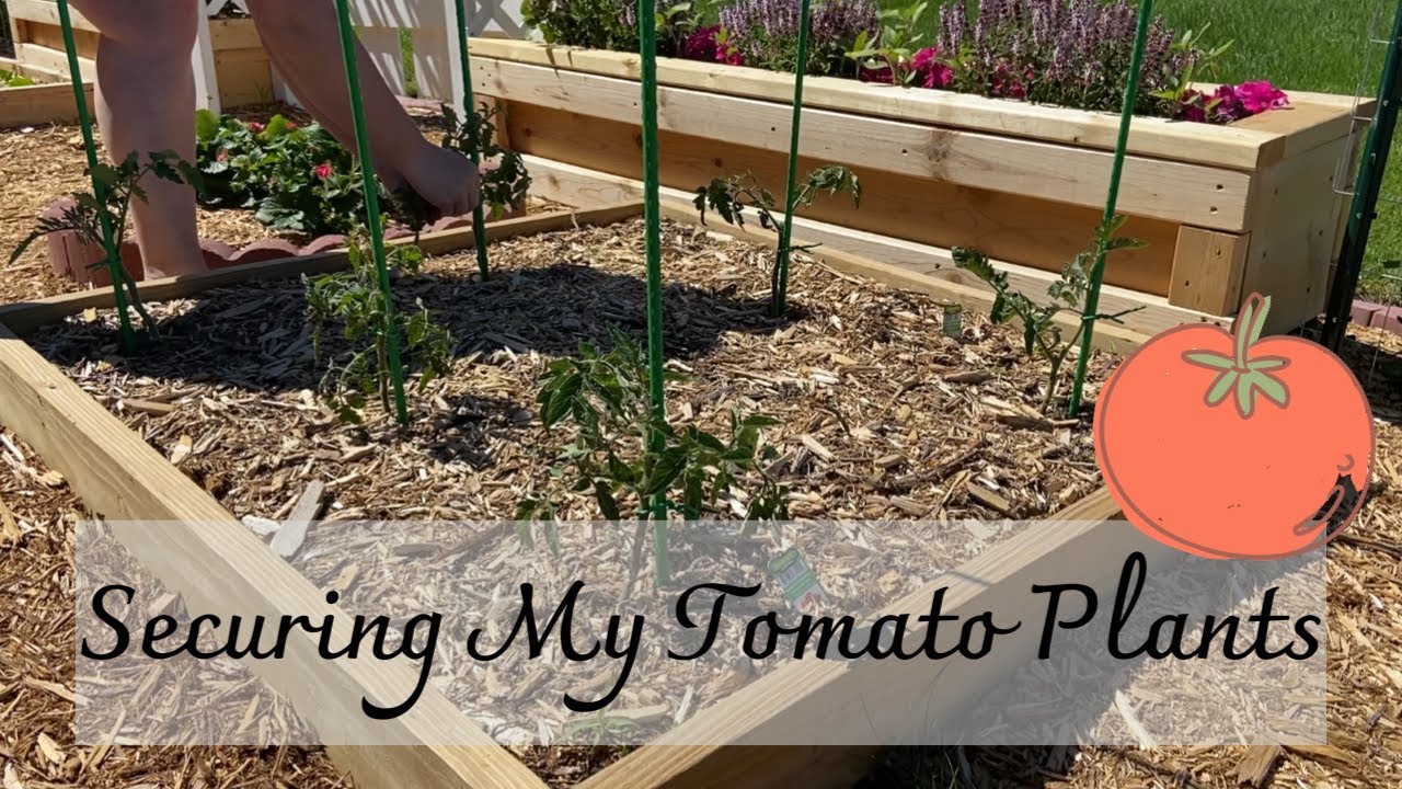 Tying Up My Tomato Plants 🌱 🍅 || Easy & Effective! ||