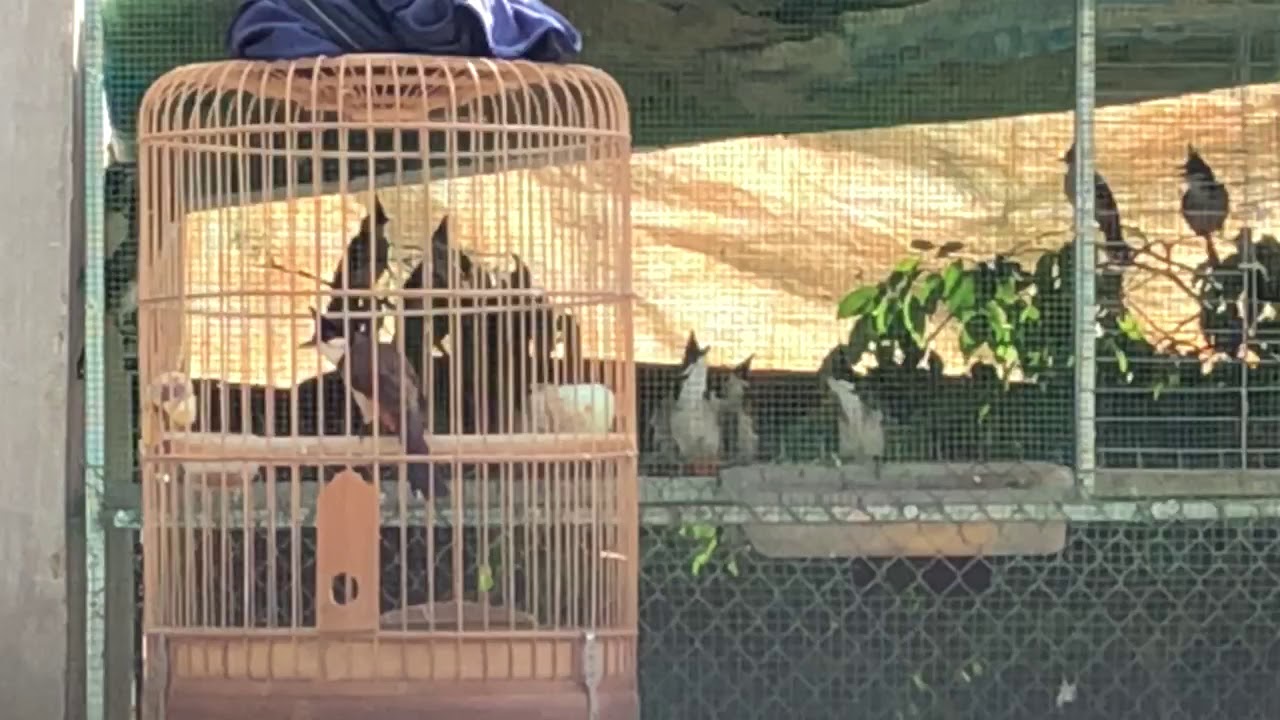 Bổi Tây Trà Quảng Ngãi| Mào Đinh  Hầu Bò Cánh Ruồi 5 Ngày lồng| Lh 0963334102