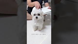 집안일 도와주는 똑똑한 강아지