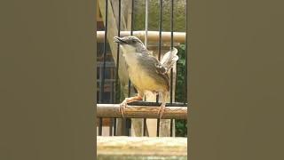 Suara pikat ciblek 2021|| Paling jozzz...!! langsung nyambar!