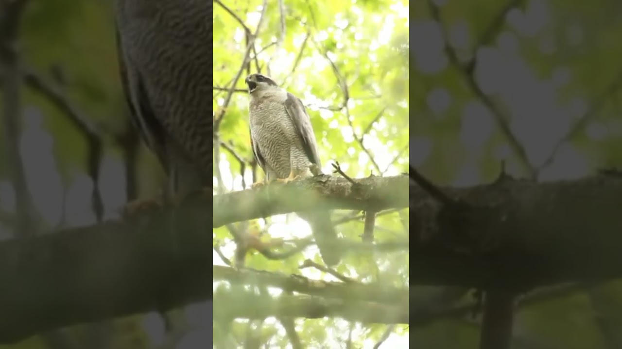 Northern Goshawk (and a second calling in the background)