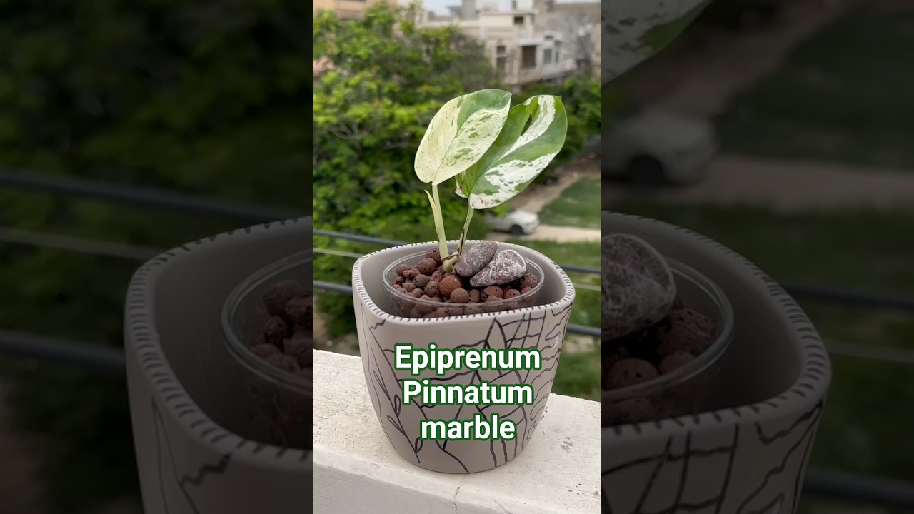 Epipremnum Pinnatum ‘Marble’ in LECA – Semi-Hydroponic Setup🍀☘️🌱