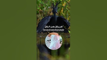 أفمن يخلق كمن لا يخلق أَفلا تذكرون #يوسف_العيدروس ( سورة النحل Al Sheikh Yousuf Al Aidarous