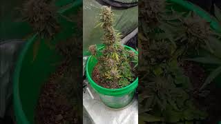 New update thca small bud review and multiverse seed update garden Grow.