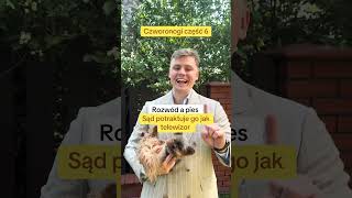 Rozwód a pies sąd potraktuję go jak telewizor #mecmateuszostrowski #prawnikprzedsiebiorcow