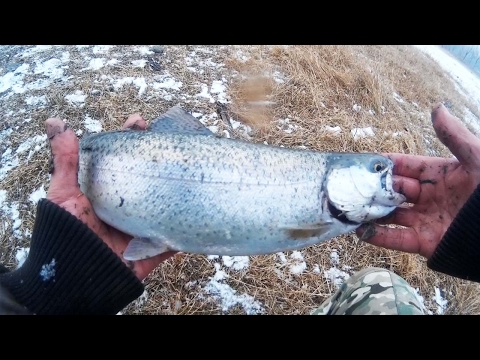 Rainbow trout fishing