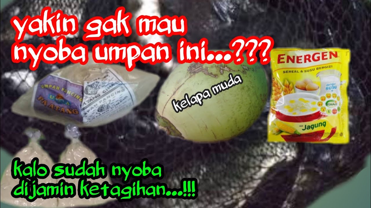 RAHASIA UMPAN PUTIH IKAN MAS AROMA JAGUNG KELAPA MUDA DAN BANDUL UNTUK