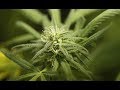 5 Ways To Not Smoke Marijuana
