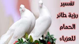 تفسير حلم رؤية طائر الحمام للعزباء