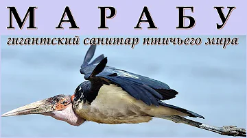 МАРАБУ - Гигантский санитар птичьего мира