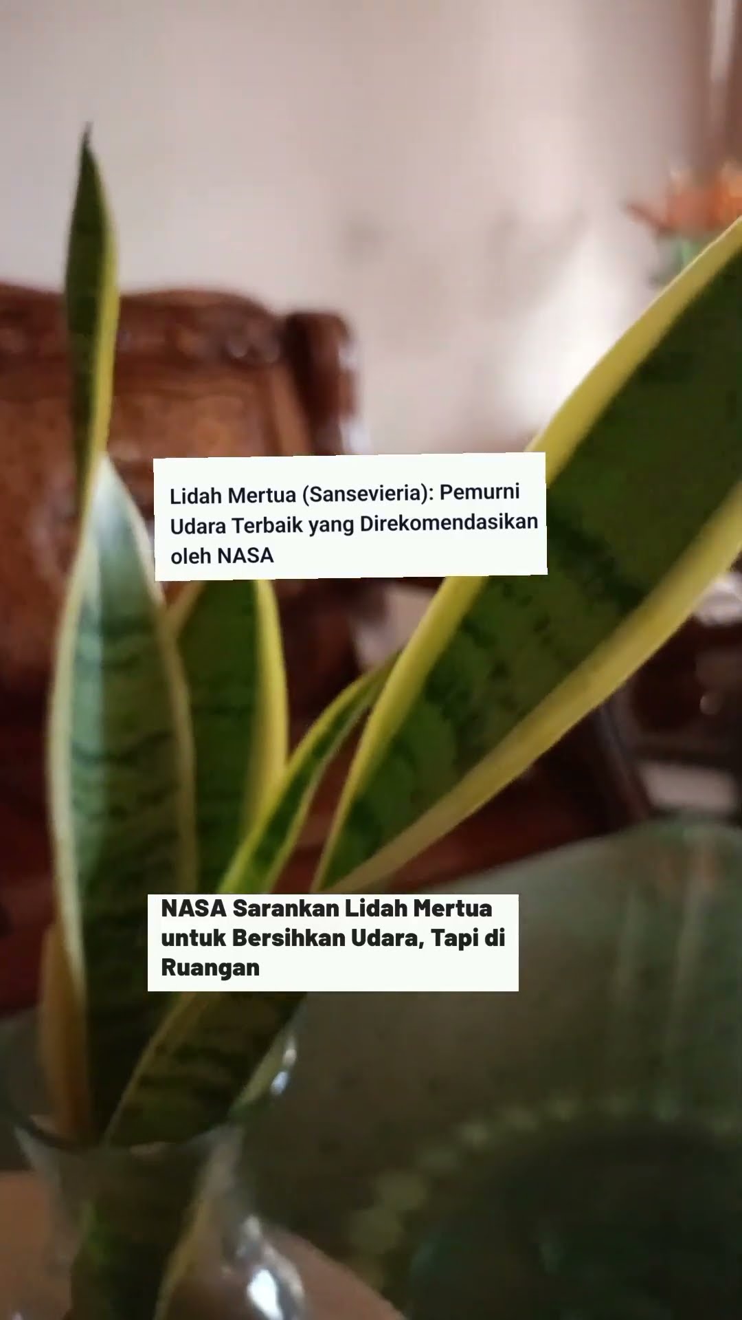 Tentu, ini draf artikel tentang tanaman pemurni udara dengan sekitar 1600 kata dalam bahasa Inggris.