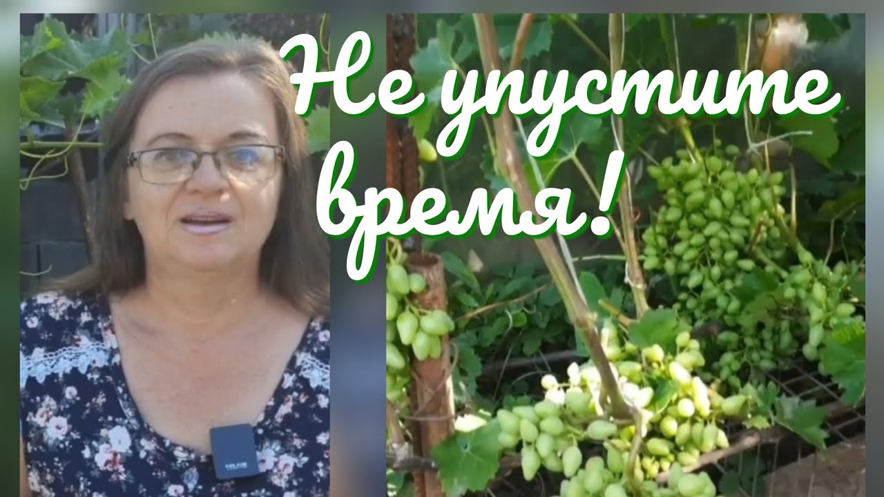 Как обрезать виноград в июле - YouTube