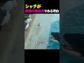 シャチが毎日食べる魚に飽きた時
