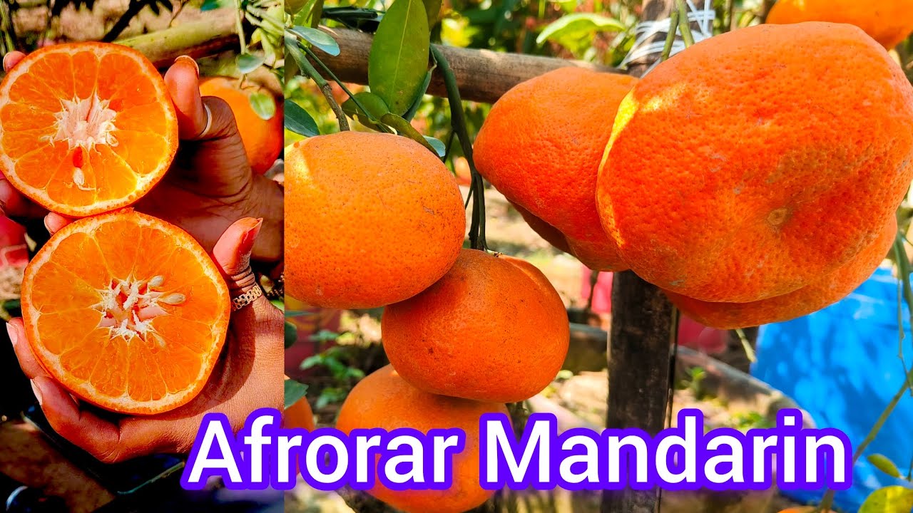 Afrorar Mandarin test review,tss test,🍊🍊Rof Mandarin, w murcott