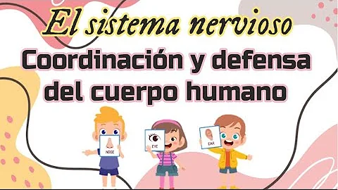 ¿Cuál es el sistema que coordina todo el cuerpo?