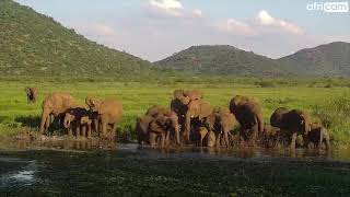 Elephant Breeding Herd at Tau.