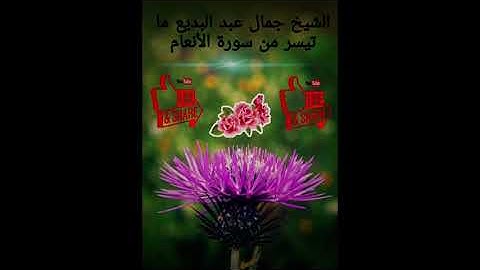 الشيخ جمال عبد البديع ما تيسر من سورة الأنعام