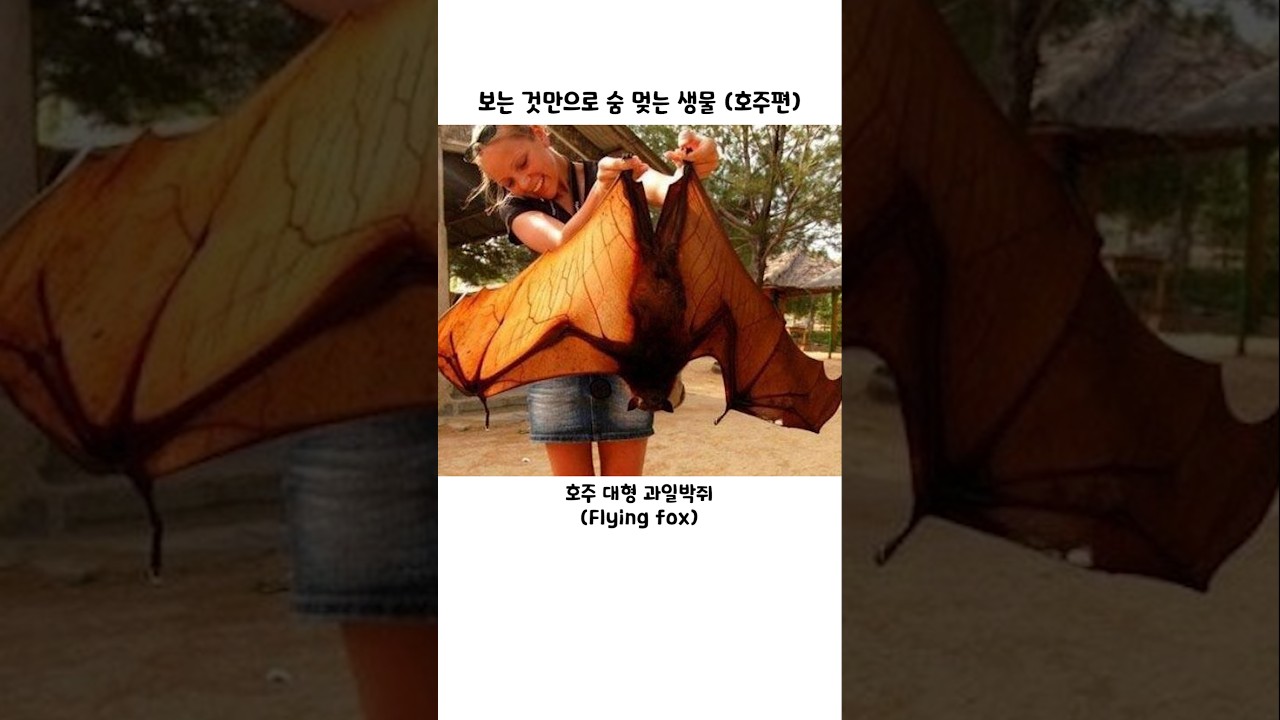 보는 것만으로 숨 멎는 생물 (호주편)