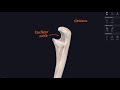 Lockdown Anatomy with Prof Alice Roberts #1: Upper limb bones