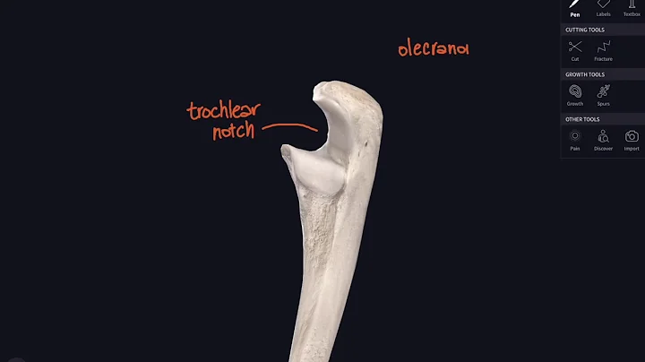 Lockdown Anatomy with Prof Alice Roberts #1: Upper limb bones