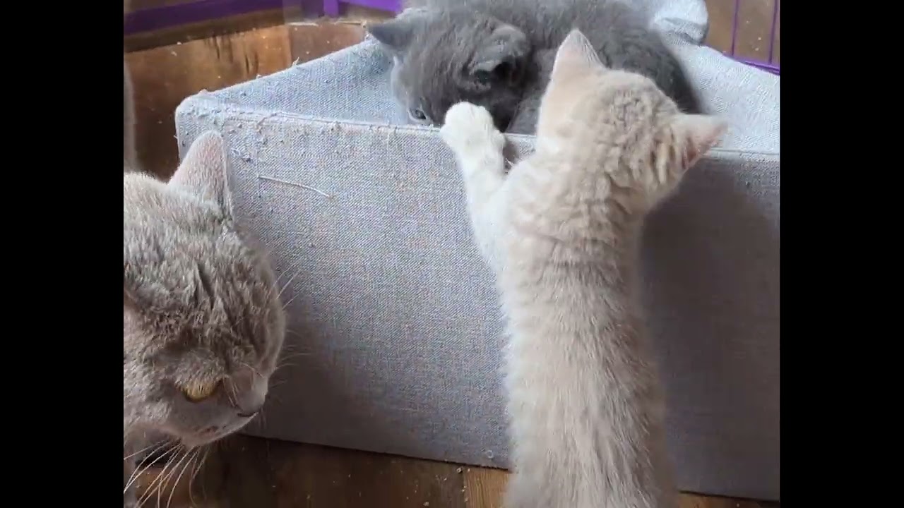 Chavirage du tipi : un chaton British coincé dessous ...