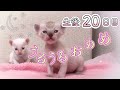 【生後20日目】子猫に呼びかけたら返事してくれたよの巻【未熟児子猫成長日記】【Kittens Grow Up Vlog】