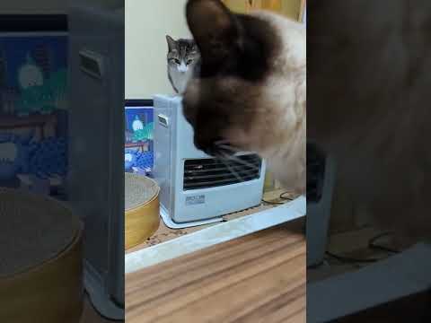 猫の寒いから - cats on a heater - #Shorts