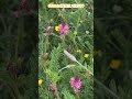 Sainfoin驢喜豆 / 紅豆草花語:積極與力量,同時也象徵著堅韌與樂觀 #flowers #nature #flowerspotting #foryou #flower #glass
