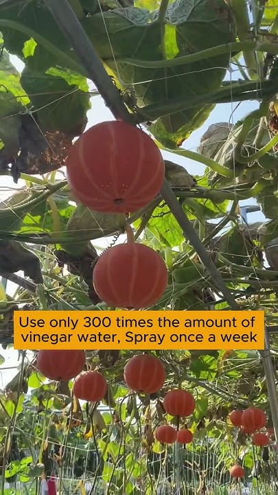 how-to-increase-vegetable-yield-garden-agriculture-gardening-youtube