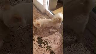 Mamma voglio il latte, allattamento cuccioli #pet#puppydog#banydog