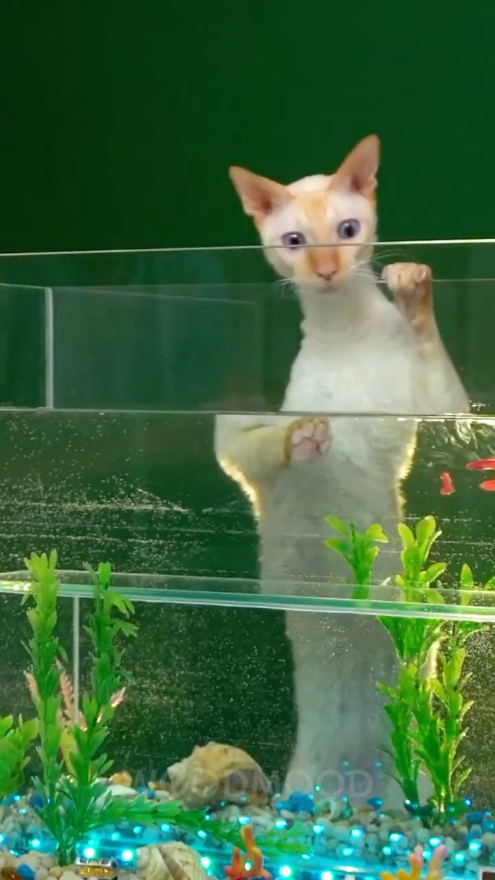 Make Your Cat GO WILD With This Fun DIY Ideas ??