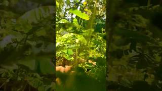 Home Made Herbal Kajal First Ingredient