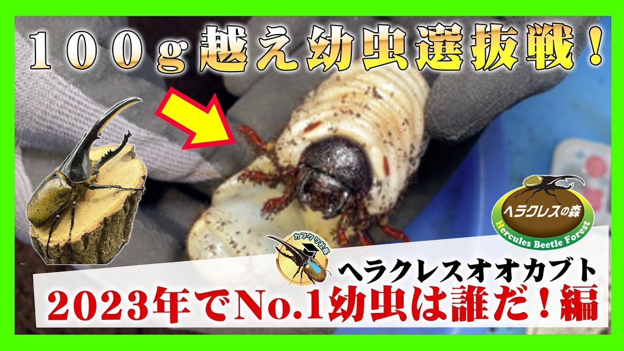 2023年No.1】ヘラクレスオオカブトの幼虫で1番多い個体はどれだ！期待